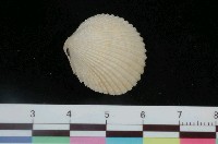 藏品(黃邊鳥尾蛤)的圖片